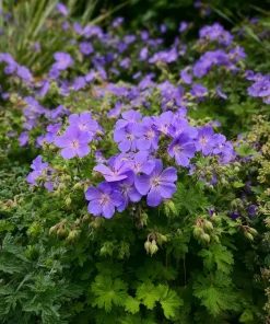 10 x Biologische Beemdooievaarsbek (Geranium pratense) D 11 H 15 cm