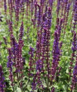 10 x Biologische Bossalie (Salvia nemerosa 'Caradonna' ) D 12 H 15 cm