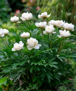10 x Biologische Chinese pioenroos (Paeonia lactiflora 'Duchesse de Nemours' ) D 12 H 15 cm
