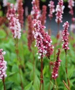 10 x Biologische Duizenknoop (Persicaria bistorta 'Superba' ) D 12 H 15 cm