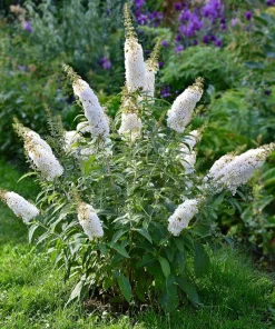 10 x Biologische Dwergvlinderstruik (Buddleja davidii 'Free petite® Snow White') D 12 H 15 cm