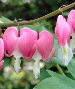 10 x Biologische Gebroken hartje (Dicentra spectabilis) D 11 H 15 cm