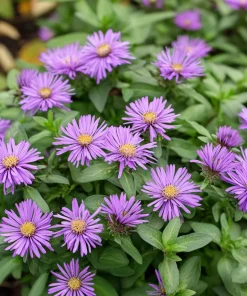 10 x Biologische Herfstaster (Aster novi-angliae 'Purple Dome') D 11 H 15 cm