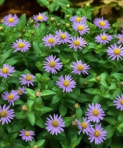 10 x Biologische Japanse Dwergaster (Aster ageratoides 'Asran') D 11 H 15 cm