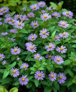 10 x Biologische Japanse Dwergaster (Aster ageratoides 'Asran') D 12 H 15 cm