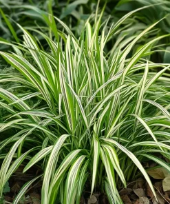 10 x Biologische Japanse zegge (Carex morrowii 'Ice Dance') D 11 H 15 cm