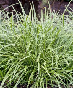 10 x Biologische Japanse zegge (Carex morrowii 'Ice Dance') D 11 H 15 cm