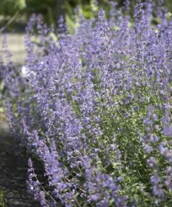 10 x Biologische Kattenkruid (Nepeta 'Walker's Low' ) D 11 H 15 cm