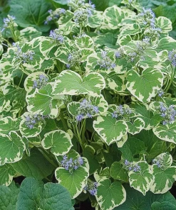 10 x Biologische Kaukasisch vergeet-mij-nietje (Brunnera macrophylla 'Variegata') D 11 H 15 cm