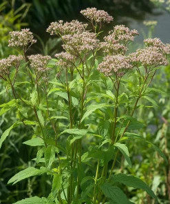 10 x Biologische Koninginekruid (Eupatorium cannabinum) D 11 H 15 cm