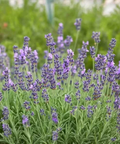 10 x Biologische Lavendel (Lavandula angustifolia ) D 12 H 15 cm