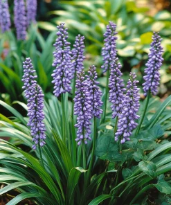 10 x Biologische Leliegras (Liriope muscari 'Big Blue' ) D 11 H 15 cm