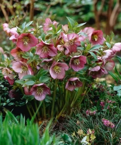 10 x Biologische Lenteroos (Helleborus orientalis) D 11 H 15 cm