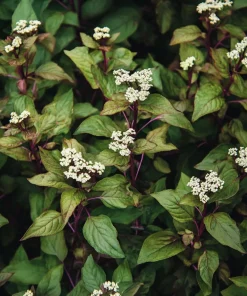 10 x Biologische Leverkruid (Eupatorium rugosum 'Chocolate') D 12 H 15 cm